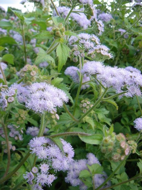 Ageratum corymbosum